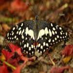 butterfly telephoto lens