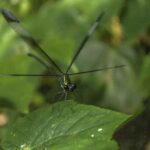 dragon fly on the leaf