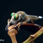 macro picture of a fly