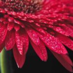 flower with dew drops macro