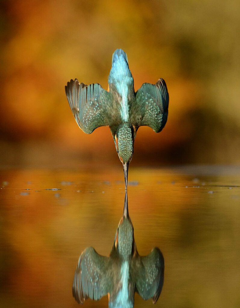 kingfisher Alan Mcfadyen