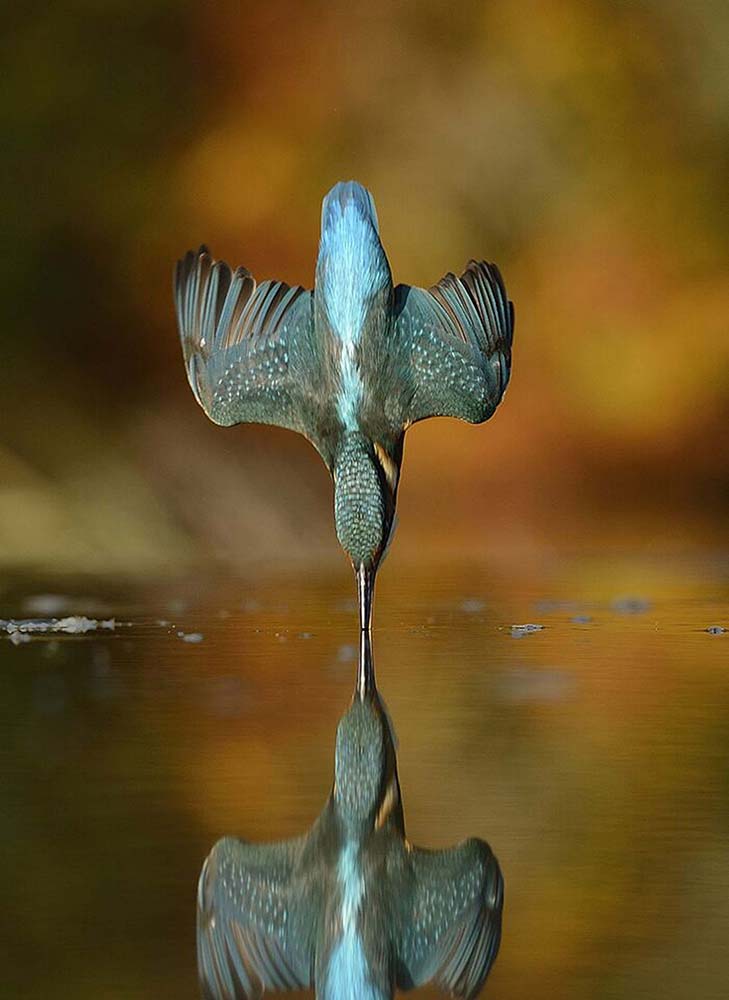 Kingfisher’s perfect diving shot without splash in the water