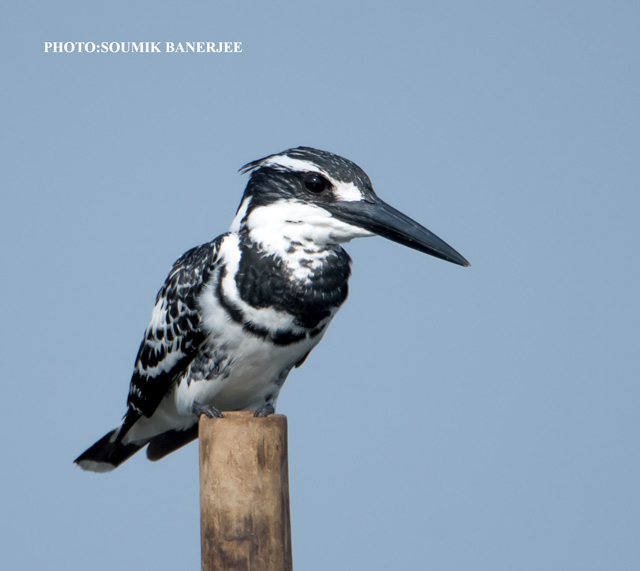 bird in Gir reserve forest