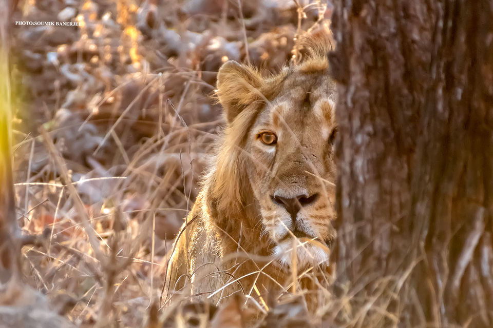 Lion in Gir reserve forest