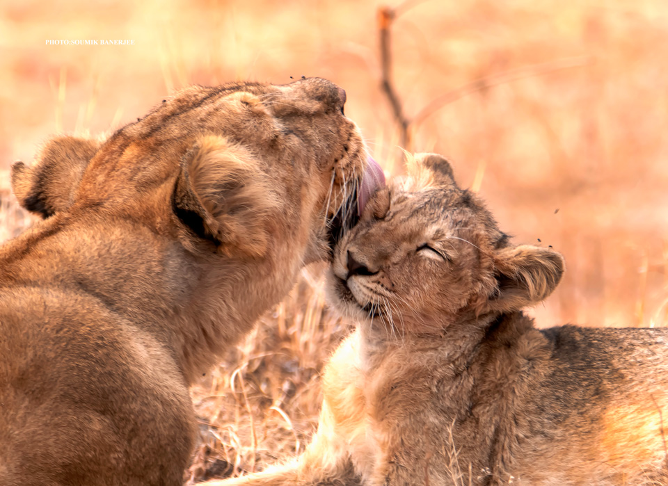 lions in Gir reserve forest