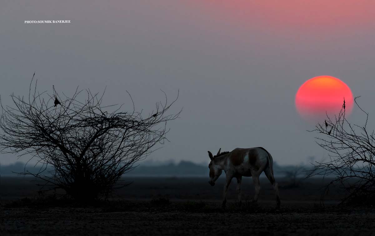 The Beautiful Little Rann of Kutch