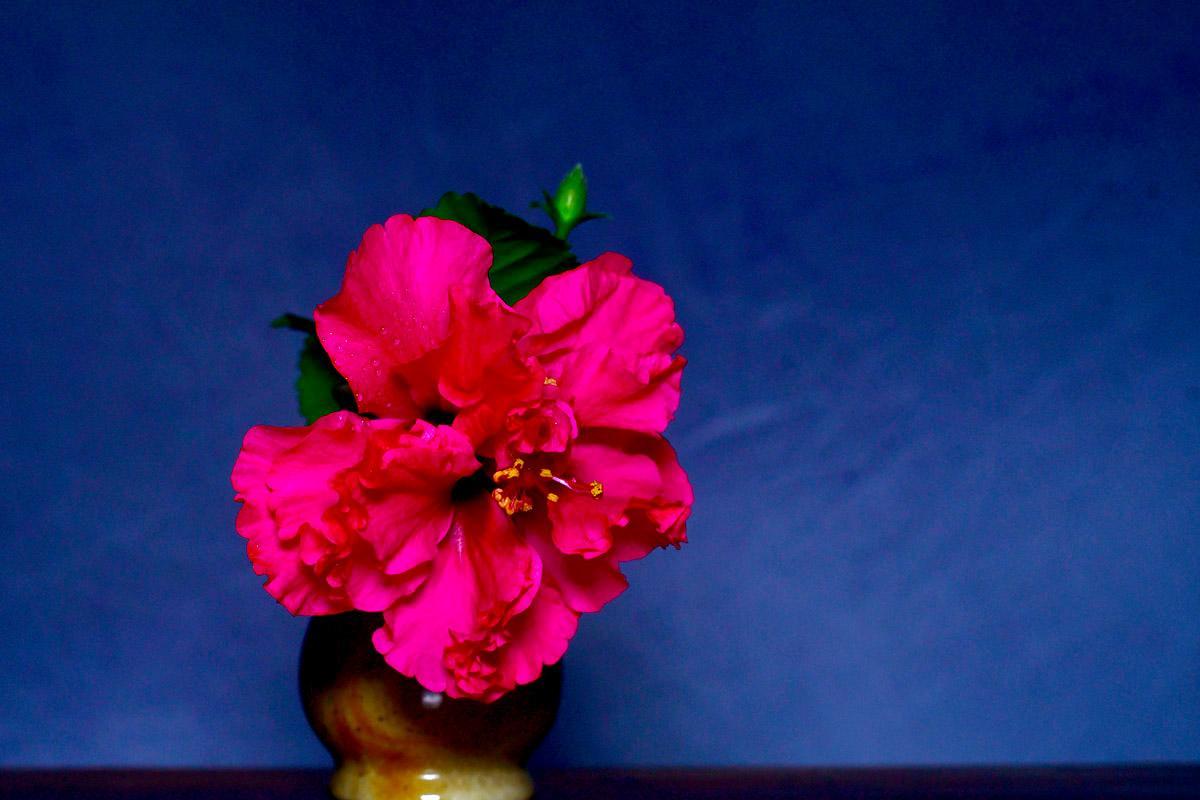 Hibiscus Blooming Time Lapse Video