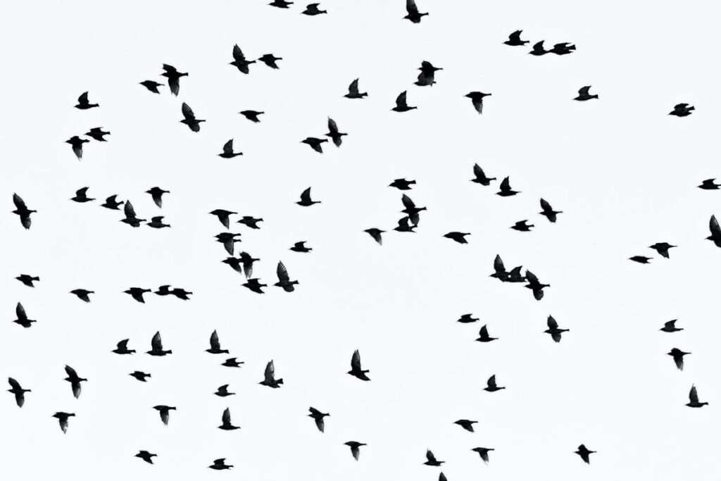 bird photography