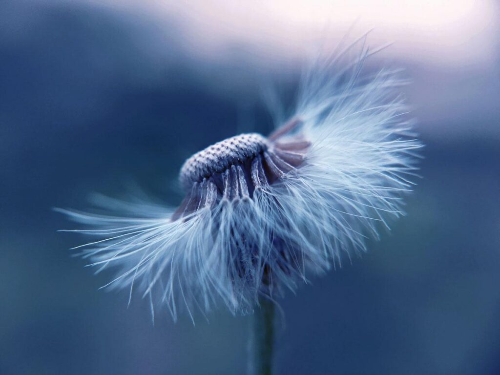 macro photography