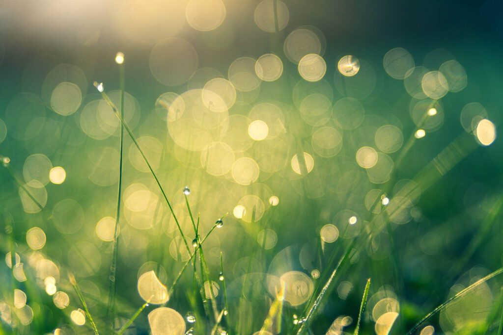 bokeh of meadow