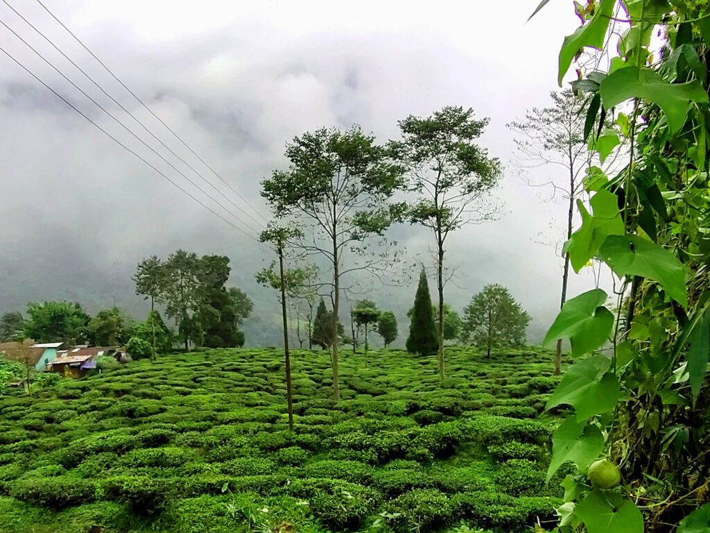 rangaroon tea garden