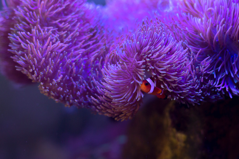 violet color under sea