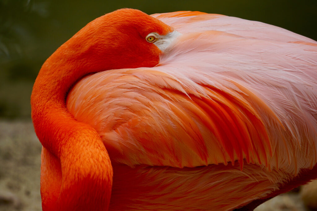 orange color pelican