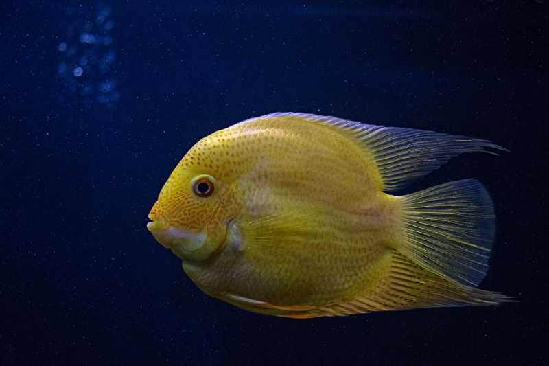 yellow color fish