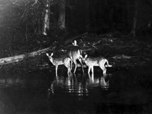 first photograph of animal at night