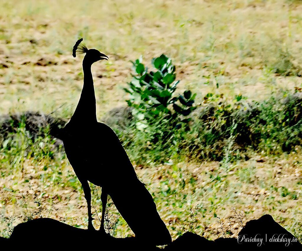 peacock silhouette