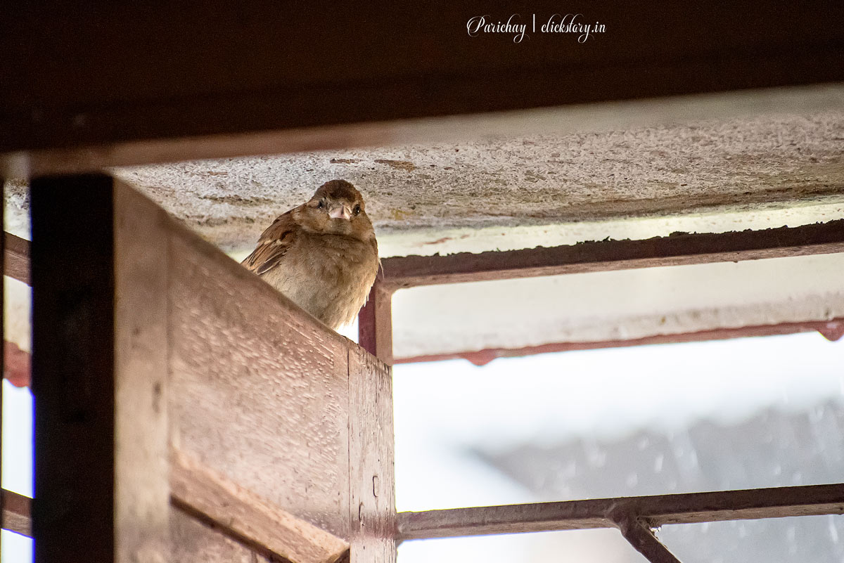 sparrow on window framing