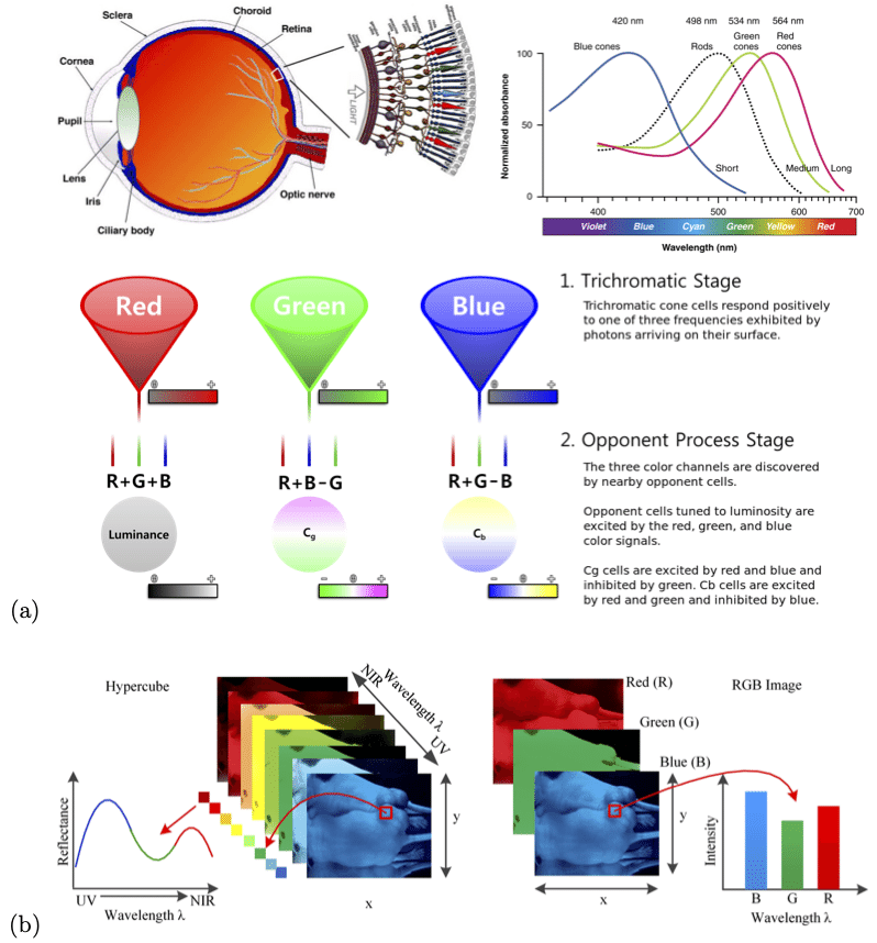 young-helmholtz-theory