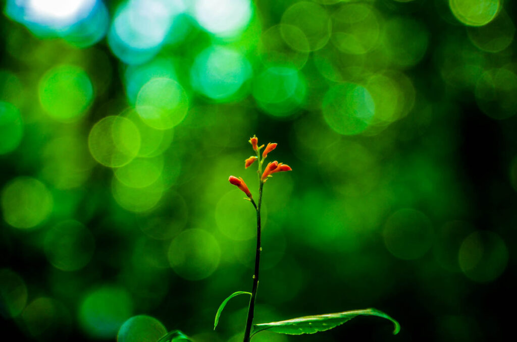 bokeh-photography-3