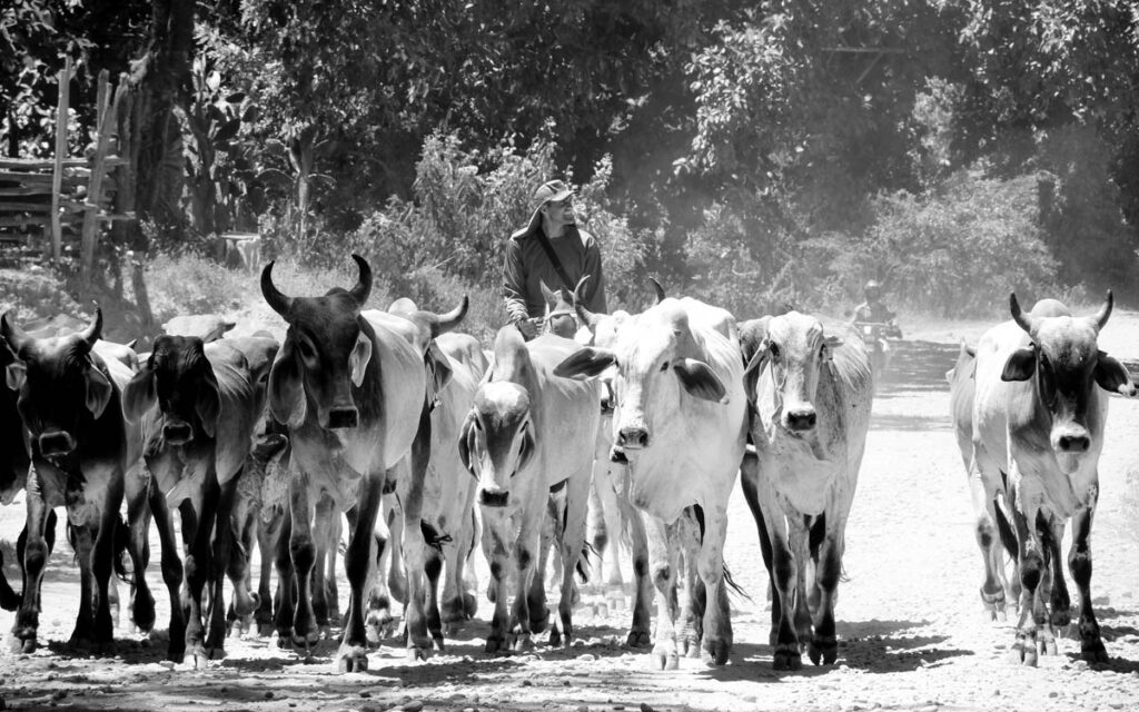 Sebastiao Salgado photography 10