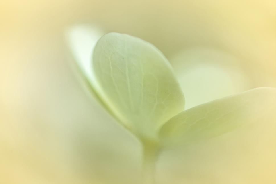 soft-focus-on-a-translucent-green-leaf