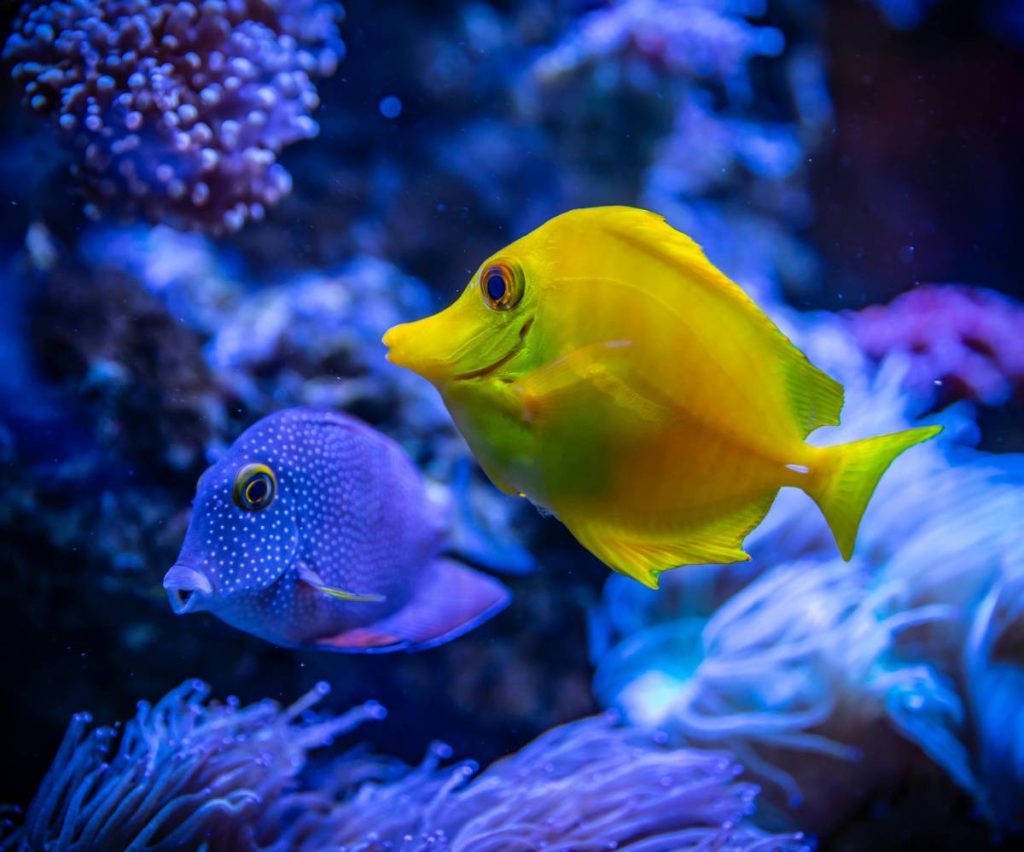 underwater-photography-12
