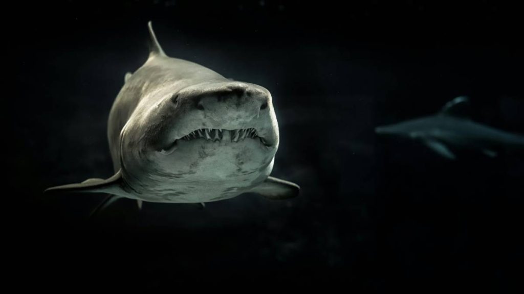 underwater-photography-14