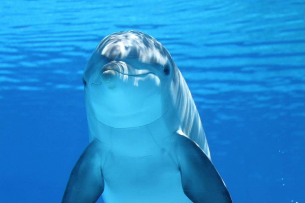 underwater-photography-18