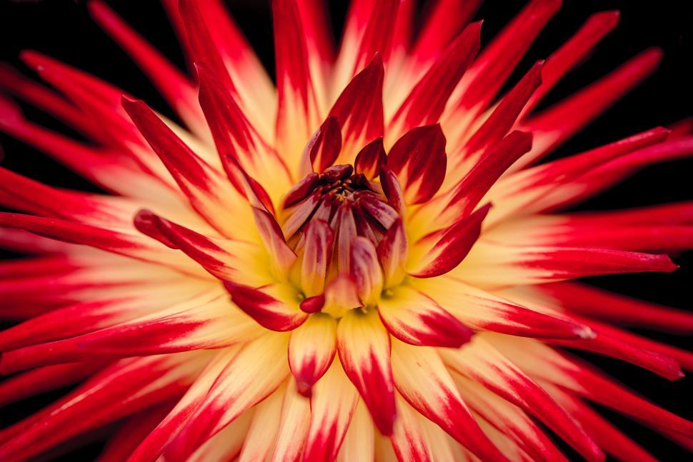vibrant-red-and-yellow-flower-bright-colors