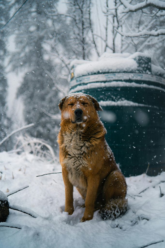 pet photography image 1