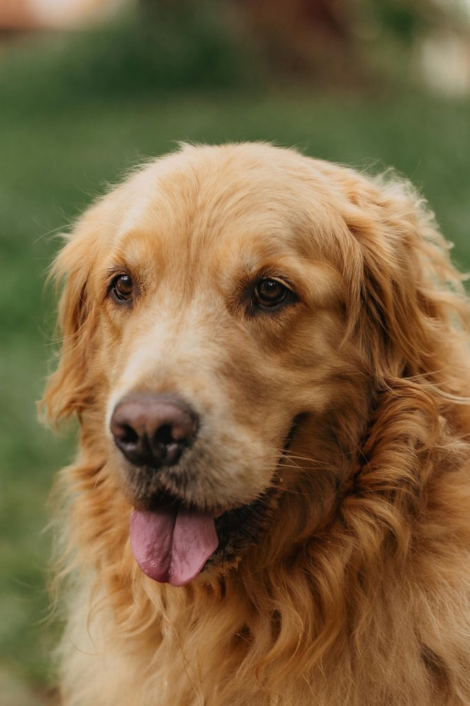 pet photography image 13