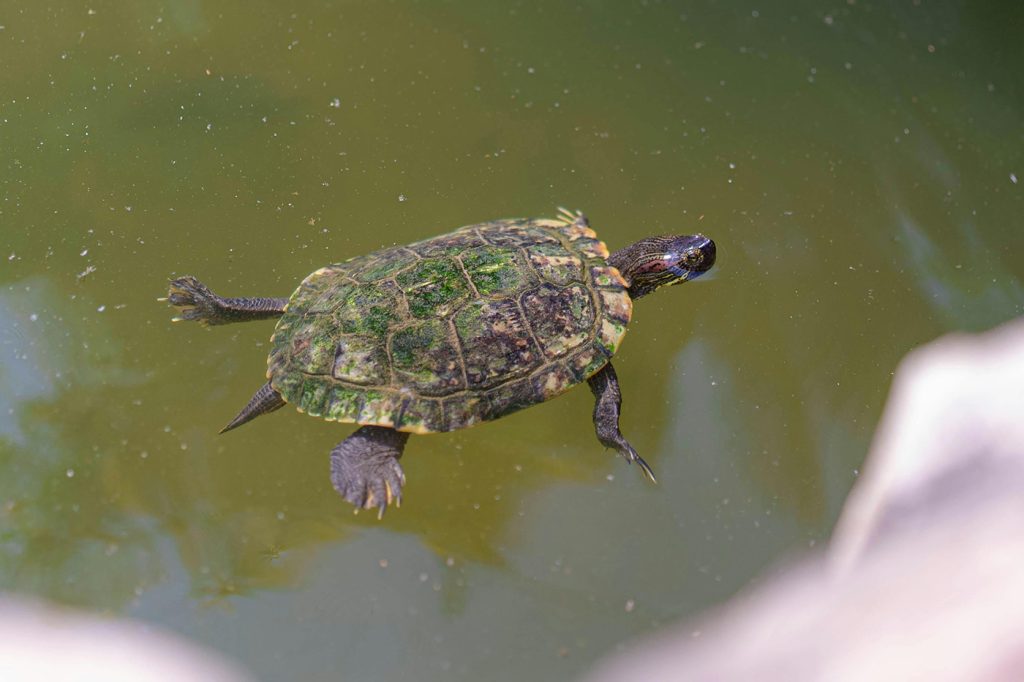 pet photography image 2