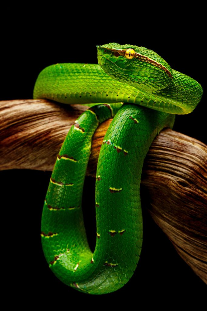 pet photography image 3