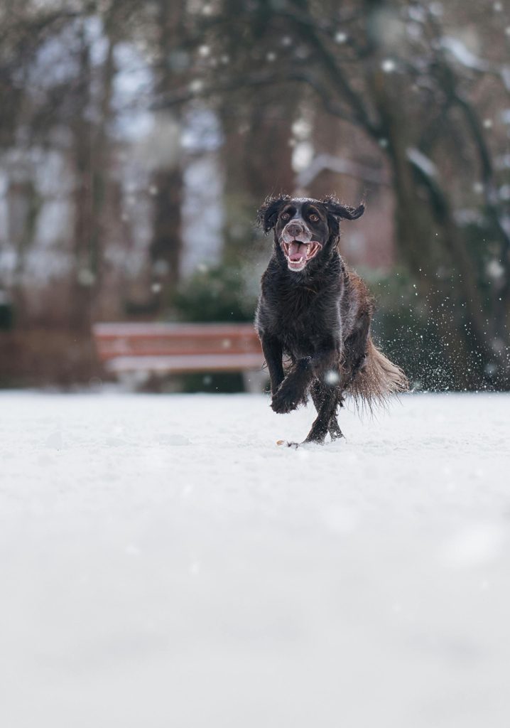 pet photography image 4