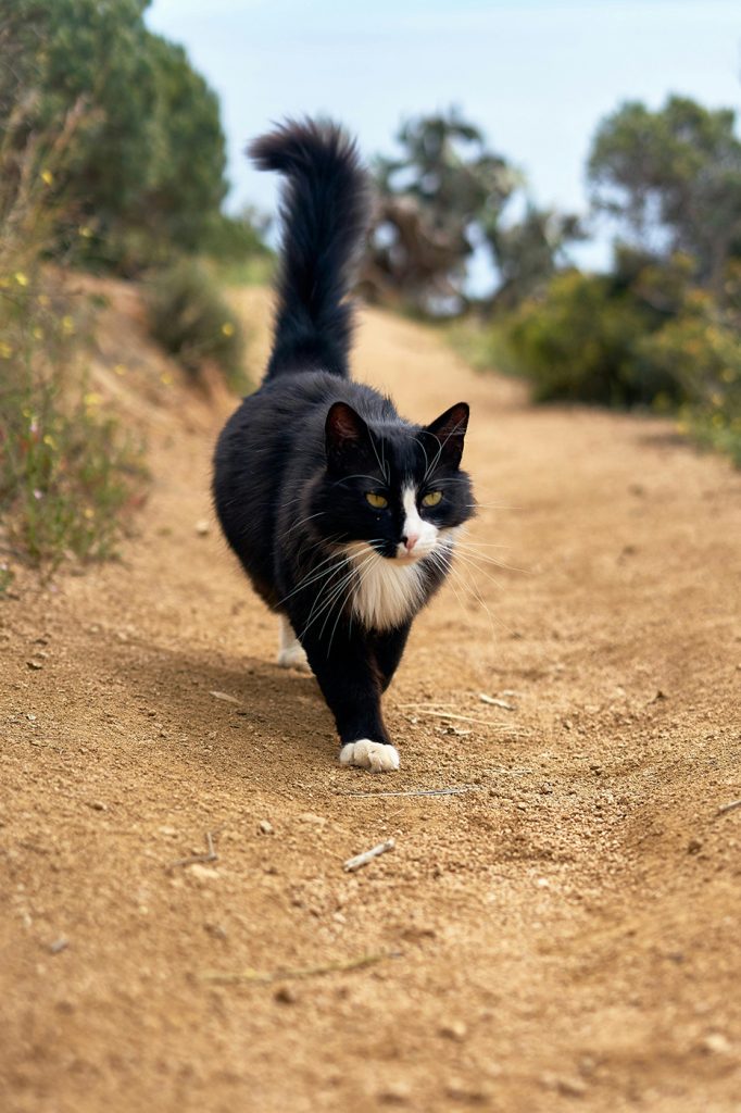 pet photography image 6