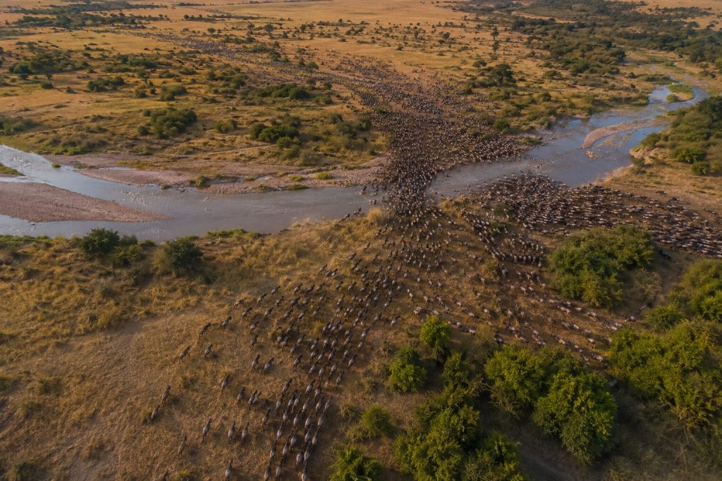 drone photography-wildlife migration