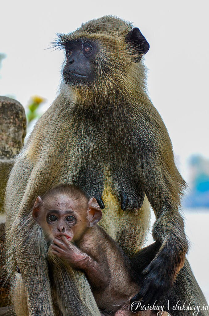 monkey and baby monkey in context of how viewers read a photograph