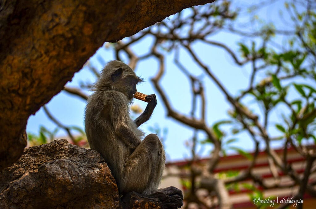 a monkey eating biscuits in connection with find stories everywhere