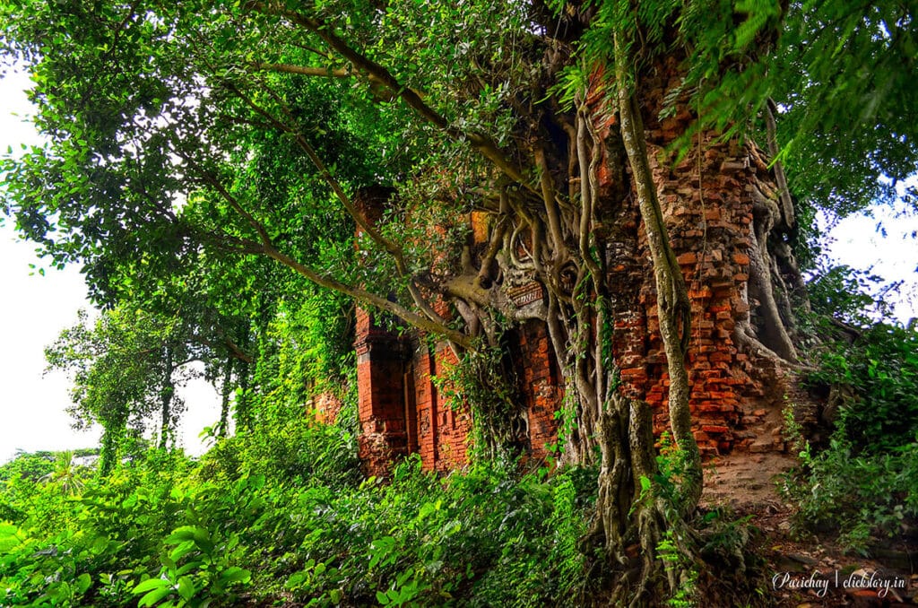 a old banyan tree covers the old architecture based on find stories everywhere with camera