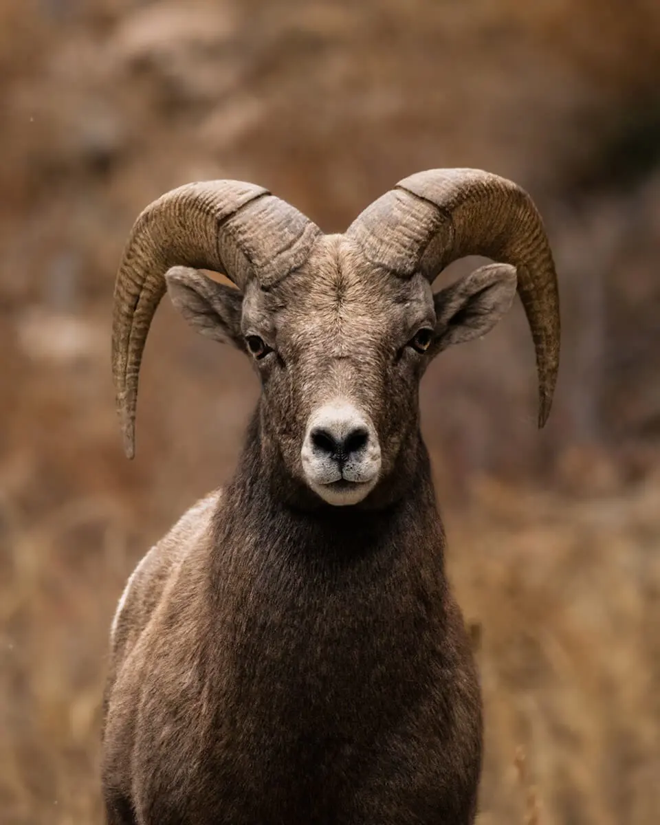 best camera settings wildlife