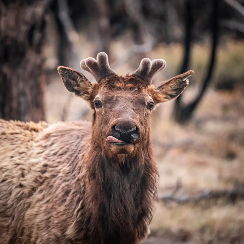 wildlife photography camera settings