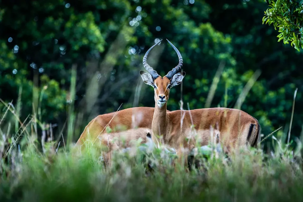 wildlife photography focus settings